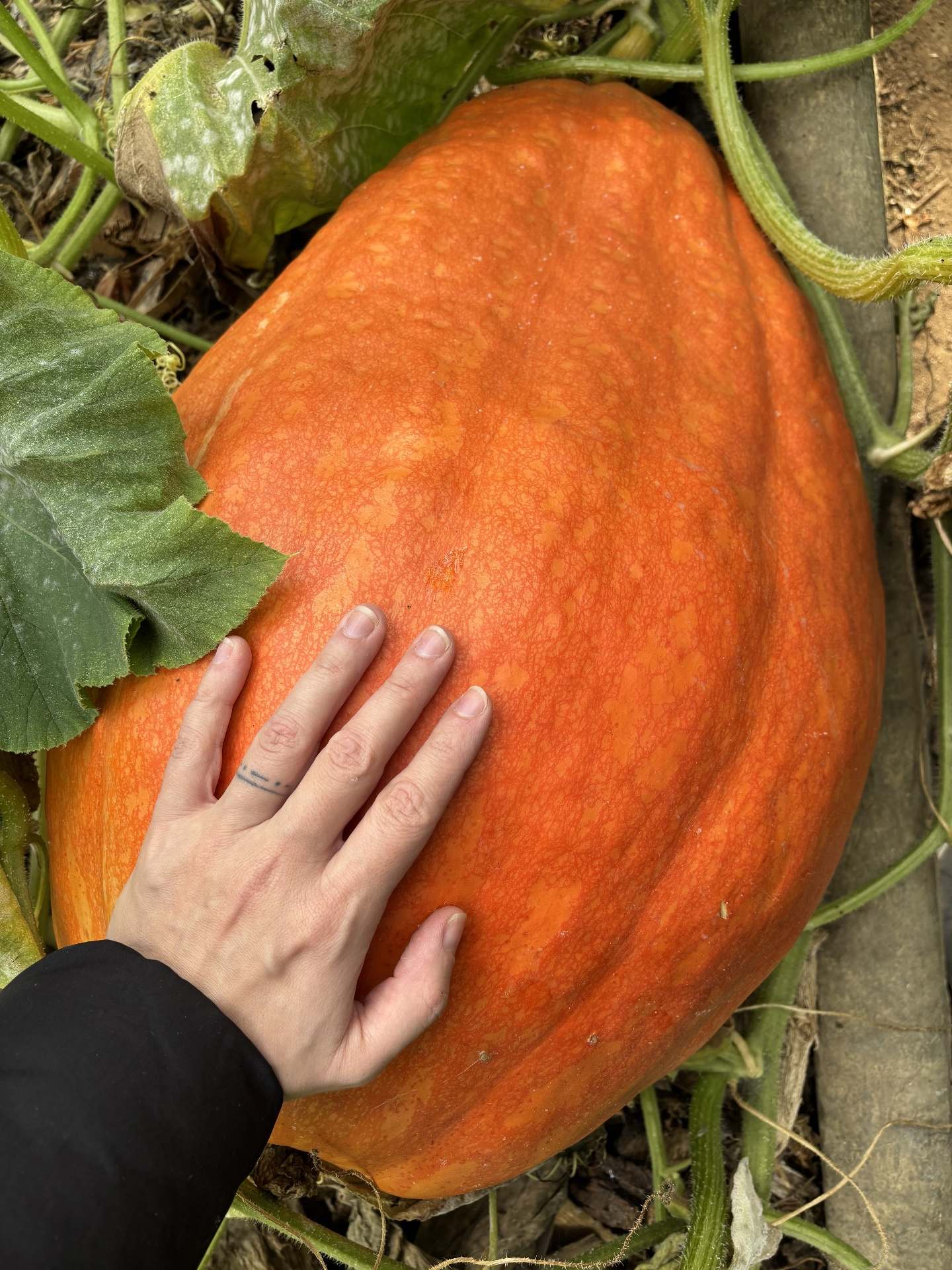 Velká dýně rostoucí na rostlině
